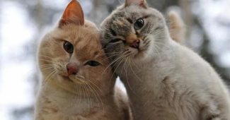 Кошкина философия