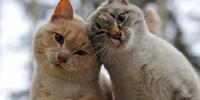 Кошкина философия